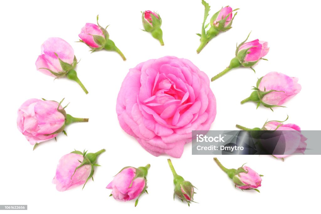 Pink rose flowers isolated on white background. top view Anniversary Stock Photo