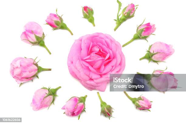 Pink Rose Flowers Isolated On White Background Top View Stock Photo - Download Image Now