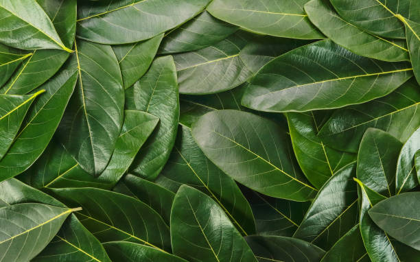 istock close up green leaves using as background, flat lay and top view 1061624468