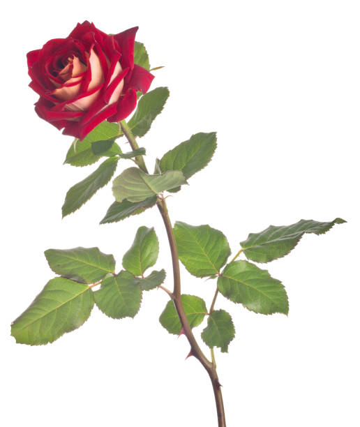 istock dark and light red color large rose 1061625048