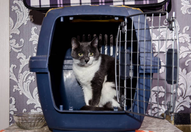 istock two-colored cat in the carrying case 1061627470
