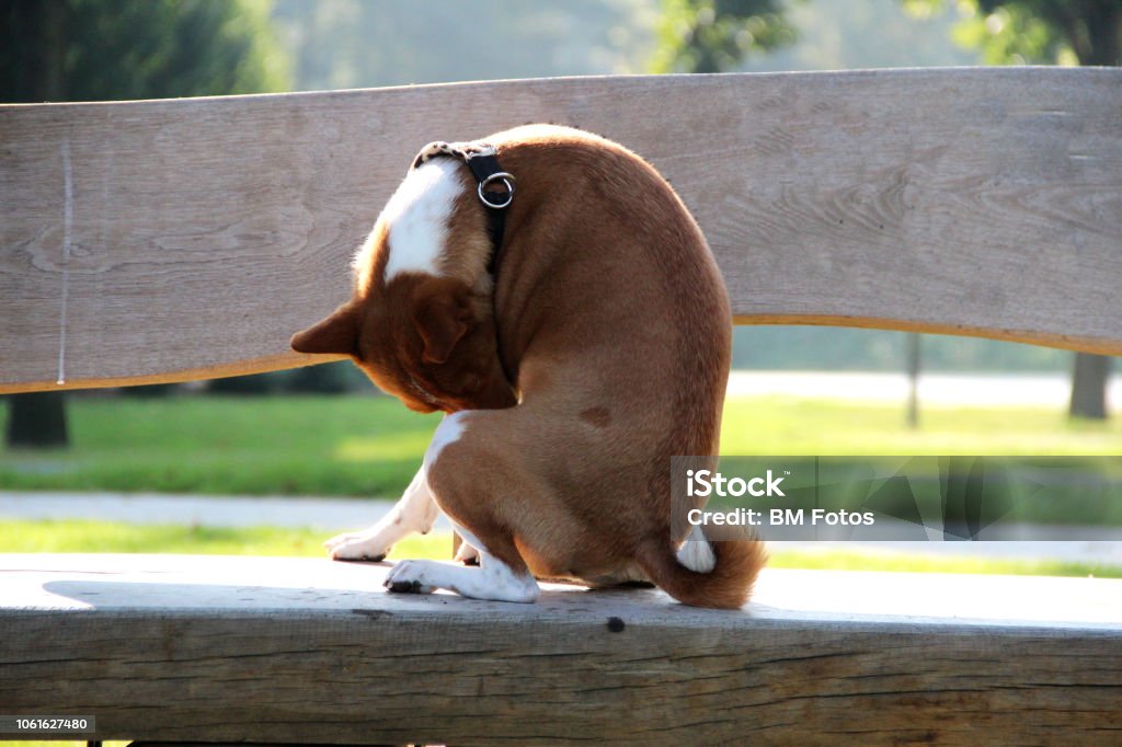 two tone basenji sitting on a wooden bench in meppen emsland germany two tone basenji sitting on a wooden bench in meppen emsland germany photographed in crosswise Animal Stock Photo