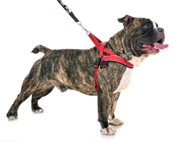 male american bully male american bully in front of white background animal harness stock pictures, royalty-free photos & images