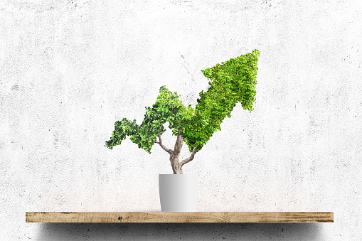 Potted green plant grows up in arrow shape over concrete wall background. Concept business image