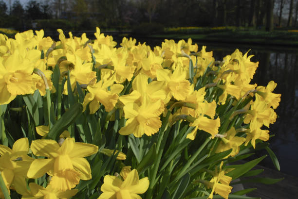 istock Many yellow Daffodils grown in the flowerbed. 1061630890