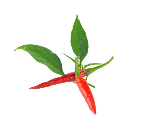 istock bird chili isolated on white background 1061632798