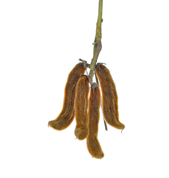 istock nettles brown pods with on white background(Mucuna pruriens) 1061633390