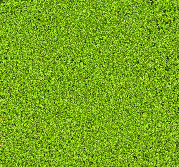 Wolffia globosa or Fresh water Alga, Water Meal, Swamp Algae.
