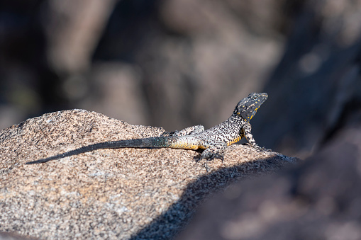 Rock Agama Lizard  on rock
