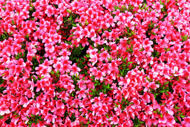 istock Vivid azaleas bloomed in full bloom 1061637978