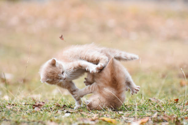 istock Two little kittens play outside 1061638048