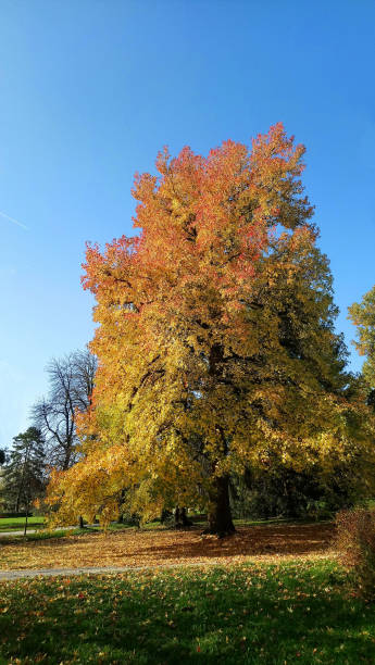 istock maple tree with colored leaves in autumn park 1061641210