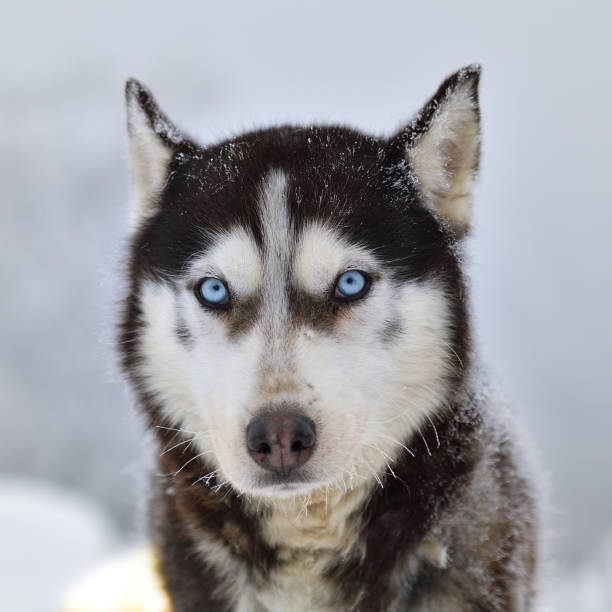istock Slad dogs race 1061641248