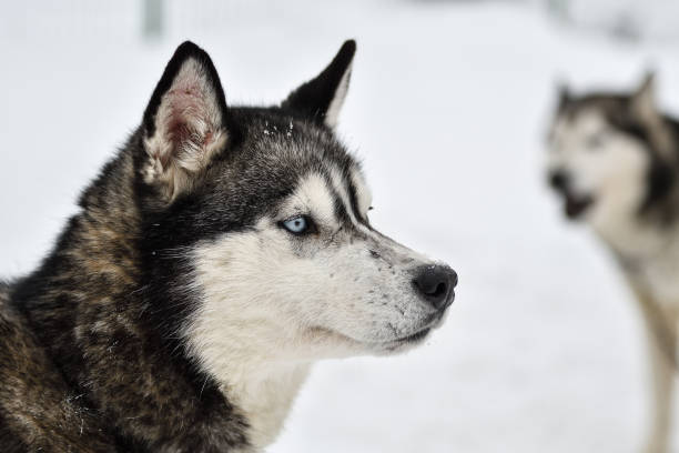 istock Slad dogs race 1061641552