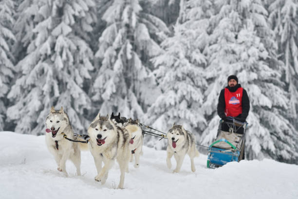 istock Slad dogs race 1061641576