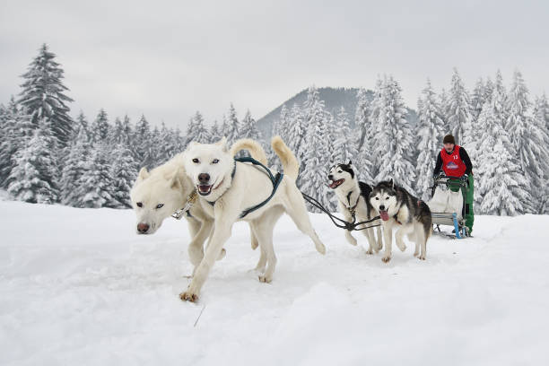 istock Slad dogs race 1061641590