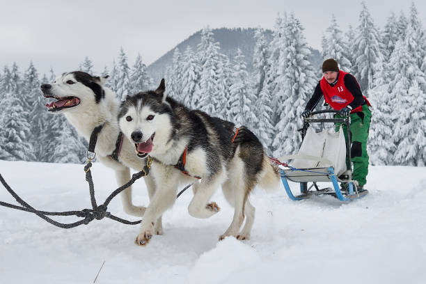 istock Slad dogs race 1061641610