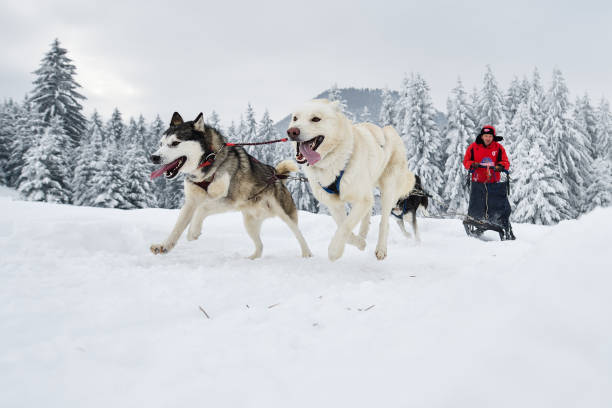 istock Slad dogs race 1061641614