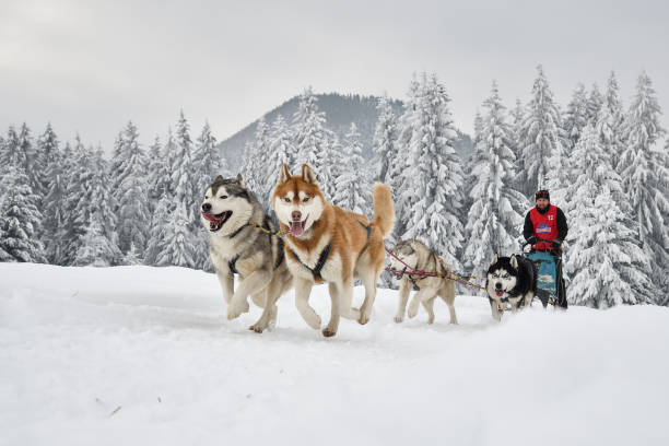 raza de perros slad - people dog winter cute fotografías e imágenes de stock