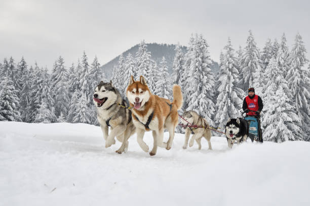 Slad dogs race