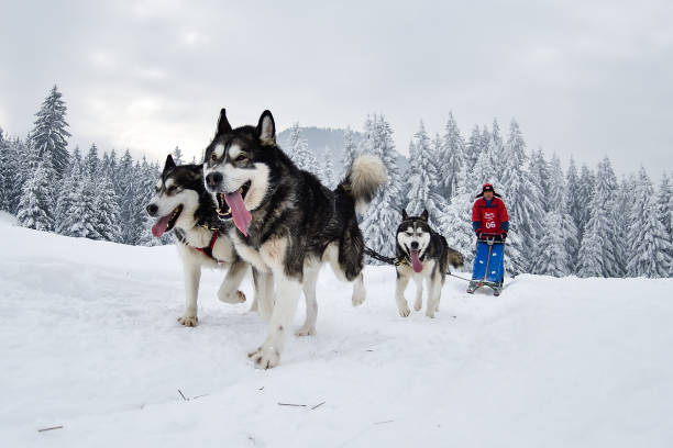 istock Slad dogs race 1061641626
