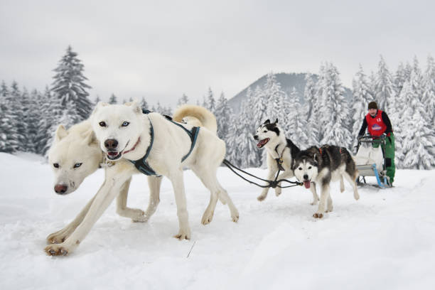 istock Slad dogs race 1061641630