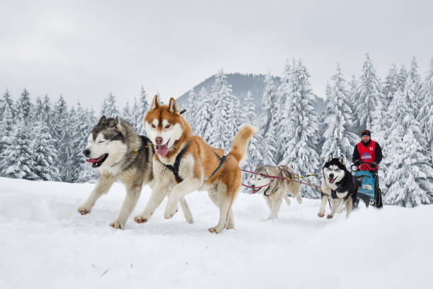 istock Slad dogs race 1061641634