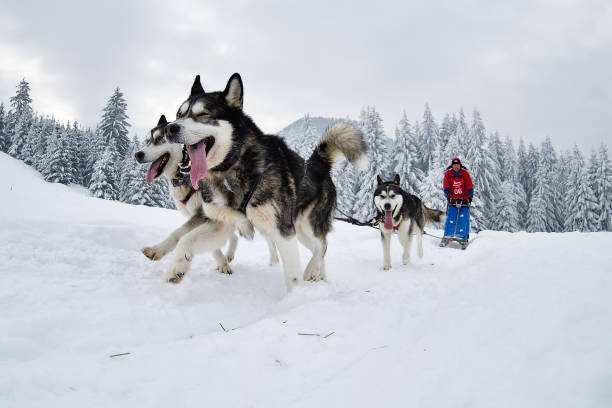 istock Slad dogs race 1061641636