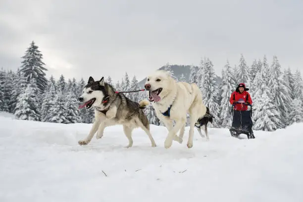 Slad dog race, Tusnad, Romania, 2018