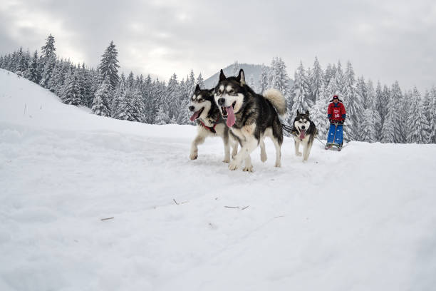 istock Slad dogs race 1061641648