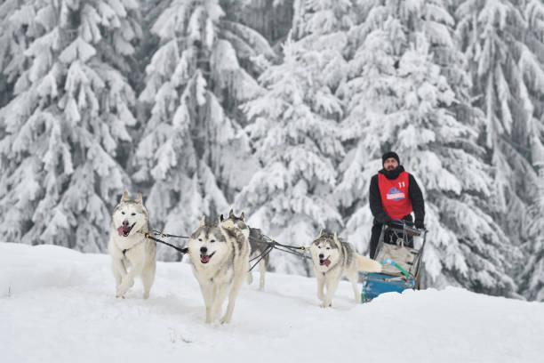 istock Slad dogs race 1061641682