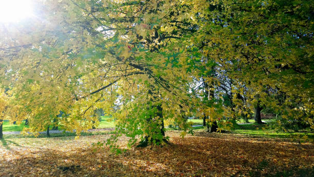 istock maple tree with yellow leaves in autumn park 1061642156