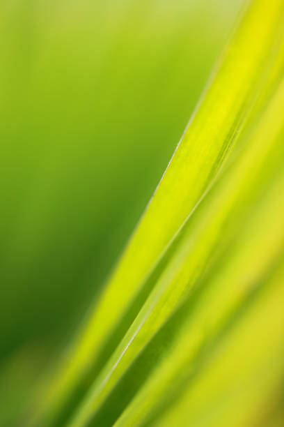 istock closeup green leaf in nature with sunlight 1061642474