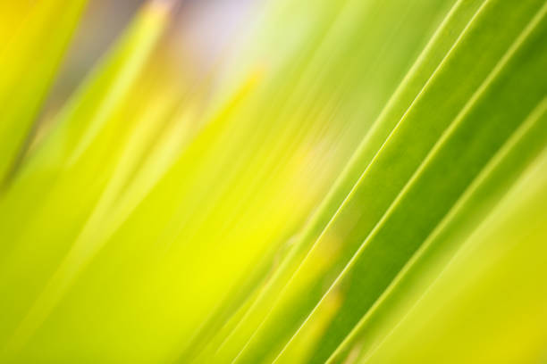 istock closeup green leaf in nature with sunlight 1061642772
