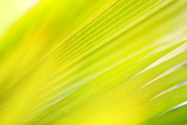 istock closeup green leaf in nature with sunlight 1061642846