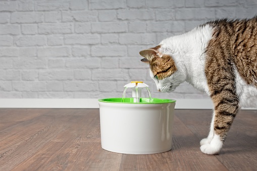 Gato sediento beber agua de un bebedero para mascotas. Vista lateral con espacio de copia. photo