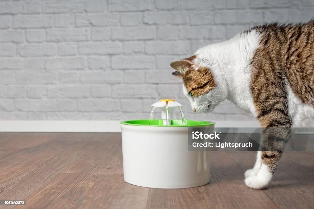 Chat tigré soif l’eau potable d’une fontaine pour animaux de compagnie. Vue latérale avec espace de copie. - Photo de Chat domestique libre de droits