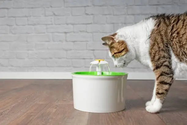 Photo of Thirsty tabby cat drinking water from a pet drinking fountain. Side view with copy space.