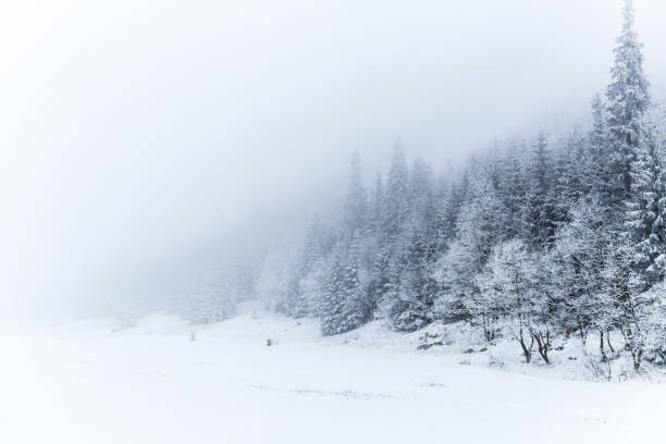 istock Winter white forest with snow, Christmas background 1061644106