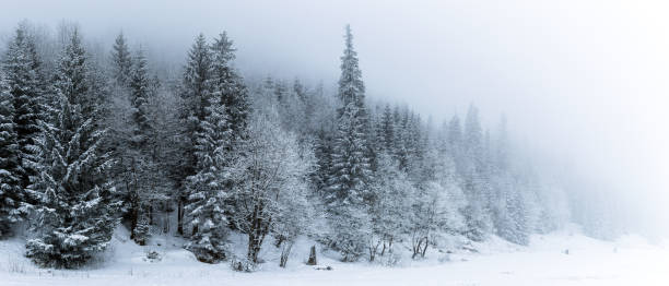 Winter white forest with snow, Christmas background