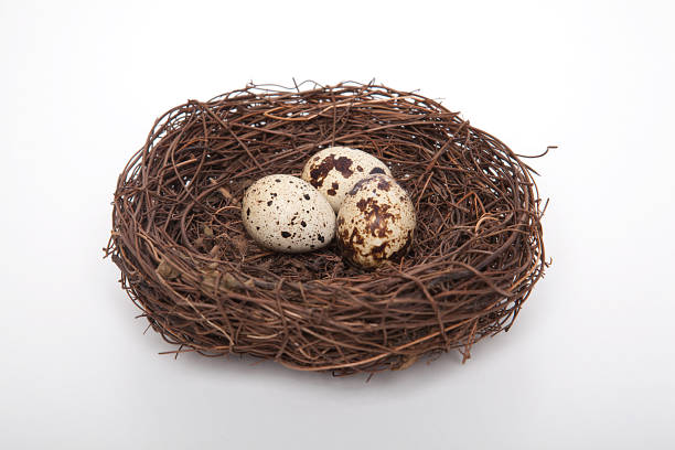 istock Quail eggs in bird nest isolated on white background. 1061644498