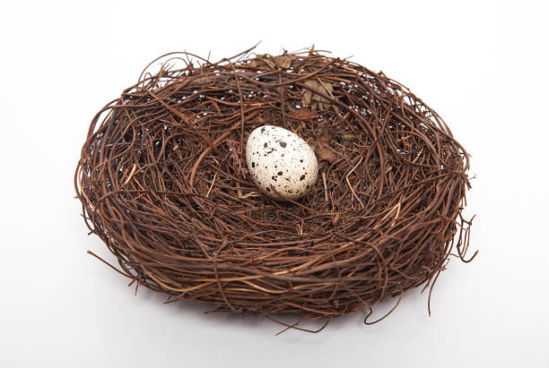 istock Quail eggs in bird nest isolated on white background. 1061644624