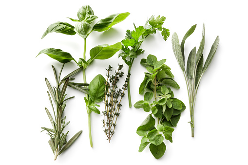 Fresh Herbs: Rosemary, Basil, Thyme, Parsley, Oregano and Sage Isolated on White Background
