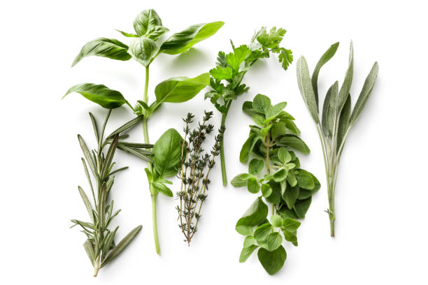 свежие травы: розмарин, базилик, тимьян, петрушка, орегано и шалфей изолированы на белом фоне - parsley garnish leaf freshness стоковые фото и изображения