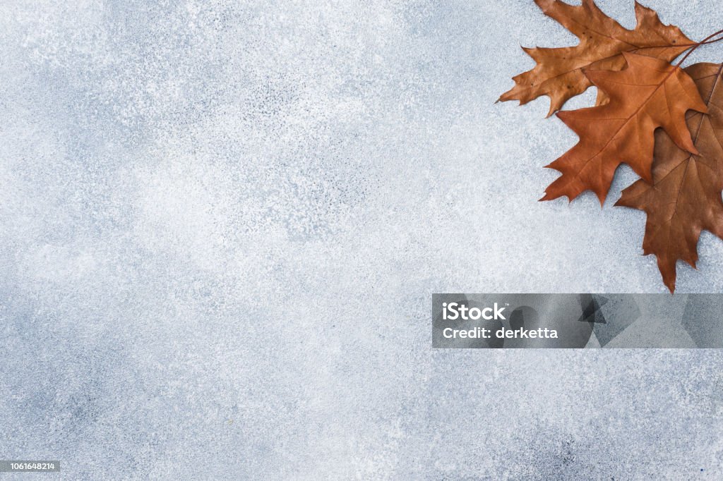 Autumn dry oak leaves on a gray background. Texture subtext. Abstract Stock Photo