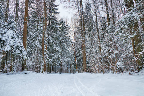 trails in the winter woods