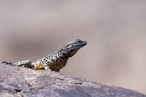 Rock Agama Lizard  on rock
