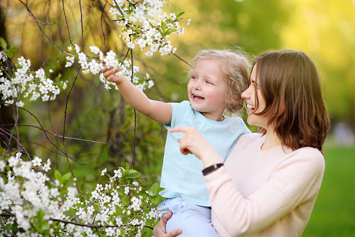 Cute little girl in the arms of her beautiful mother in cherry or apple orchard during flowering. Easter. Outdoors spring activities for kids.