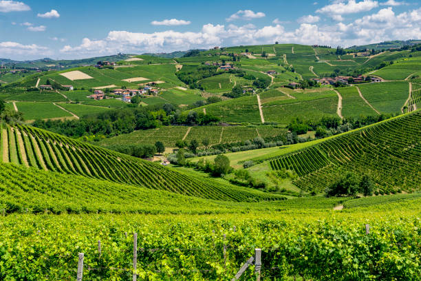 istock Vineyards near Barbaresco, Cuneo, in Langhe 1061651204