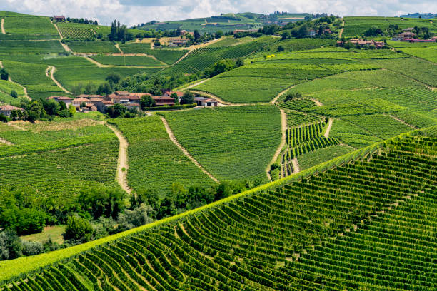 istock Vineyards near Barbaresco, Cuneo, in Langhe 1061651258